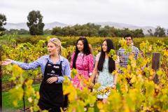 Jacob's Creek Vineyard Tour, Wine Tasting & Two Course Lunch